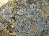 Physcia caesia image