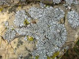 Physcia caesia image