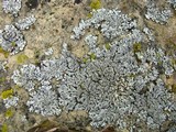 Physcia caesia image