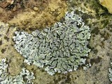 Physcia caesia image