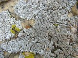Physcia caesia image