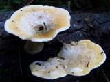 Loweomyces fractipes image