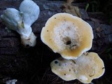 Loweomyces fractipes image