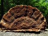Phellinus gilvus image