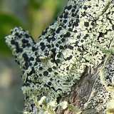 Image of Pyxine cocoës