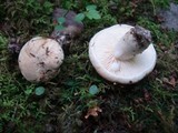 Lactarius luteolus image