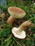Gyroporus castaneus image