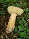 Gyroporus castaneus image