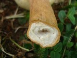 Gyroporus castaneus image