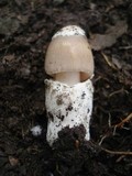 Amanita sect. Vaginatae image