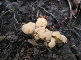 Cantharellus lateritius image