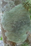 Dirinaria purpurascens image