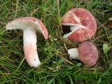 Russula mariae image