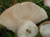 Russula mariae image