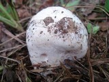 Hypomyces hyalinus image