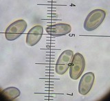 Psathyrella longistriata image