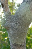 Dirinaria purpurascens image