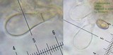 Psathyrella longistriata image