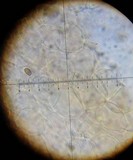 Psathyrella longistriata image