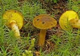 Phylloporus arenicola image