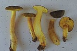 Phylloporus arenicola image
