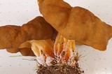 Gyromitra californica image
