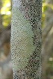 Dirinaria purpurascens image