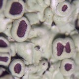 Dirinaria purpurascens image
