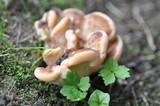 Meripilus giganteus image
