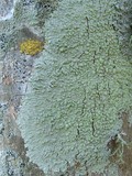 Dirinaria applanata image