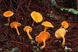 Hygrophoropsis aurantiaca image