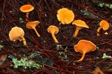 Hygrophoropsis aurantiaca image