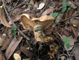 Lactarius rubrilacteus image