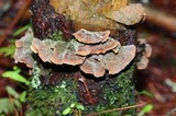 Stereum sanguinolentum image