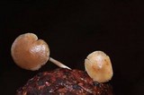 Baeospora myosura image