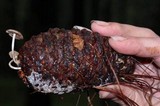 Baeospora myosura image