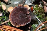 Coltricia perennis image