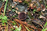 Coltricia perennis image