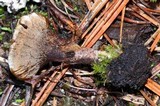 Coltricia perennis image