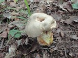 Retiboletus griseus image