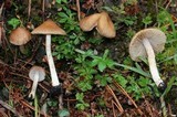 Inocybe kauffmanii image