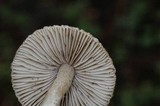 Inocybe kauffmanii image