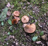 Lactarius subviscidus image