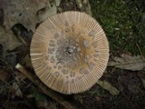 Amanita borealisorora image