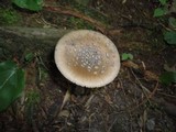 Amanita borealisorora image