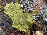 Pleopsidium flavum image