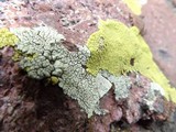 Pleopsidium flavum image