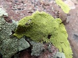 Pleopsidium flavum image
