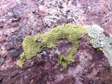 Pleopsidium flavum image