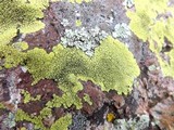 Pleopsidium flavum image